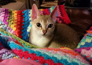 Singapura Kitten in crochet granny stripe afghan